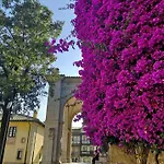 Camparina *